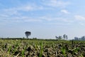 Beautiful grown wheat crop in field, small plants of wheat with clear blue sky