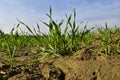 Beautiful grown wheat crop in field, small plants of wheat with clear blue sky