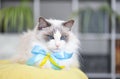 Beautiful and grumpy ragdoll cat with blue eyes on a yellow blanket.