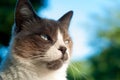 Beautiful grumpy seal point close up cat`s face Royalty Free Stock Photo