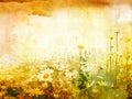 Beautiful grunge background with daisies Royalty Free Stock Photo