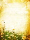 Beautiful grunge background with daisies Royalty Free Stock Photo