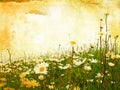 Beautiful grunge background with daisies Royalty Free Stock Photo