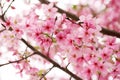 The beautiful Guangzhou sakura flowers 3