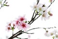 The beautiful Guangzhou sakura flowers 2