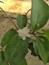 These are guavas growing on guava tree