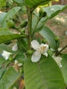 These are guavas growing on guava tree