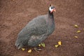 Beautiful Guinea Fowl Bird Royalty Free Stock Photo