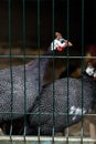 Beautiful Guinea Fowl Bird or Helmeted Guinea fowl with white spotted feathers. Helmeted guineafowl, Numida meleagris, big grey Royalty Free Stock Photo