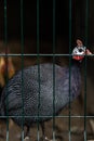 Beautiful Guinea Fowl Bird or Helmeted Guinea fowl with white spotted feathers. Helmeted guineafowl, Numida meleagris, big grey Royalty Free Stock Photo