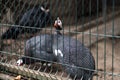 Beautiful Guinea Fowl Bird or Helmeted Guinea fowl with white spotted feathers. Helmeted guineafowl, Numida meleagris, big grey Royalty Free Stock Photo