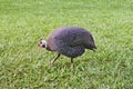 Beautiful guinea fowl in garden Royalty Free Stock Photo