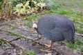 Beautiful guinea fowl in garden Royalty Free Stock Photo