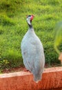 Guinea fowl in the green grass garden.