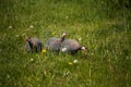 Beautiful guineafowl birds feeding in the grass. Royalty Free Stock Photo