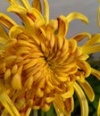 A beautiful Guldaudi Flower India Royalty Free Stock Photo
