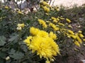 Beautiful Guldaudi Hindi Name grow in winter