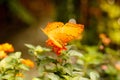 A beautiful Gulf Fritillary butterfly inspecting a yellow and red flower. Royalty Free Stock Photo