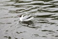 A beautiful gull catches fish on the blue of the lake Royalty Free Stock Photo