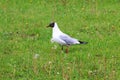 A beautiful gull flaunts a green grass