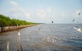 Beautiful Gull flying, Bangpu, Thailand