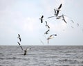 Beautiful Gull flying, Brown-headed Gull Royalty Free Stock Photo