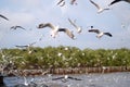 Beautiful Gull flying