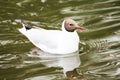 A beautiful gull is reflected in the blue of the lake Royalty Free Stock Photo