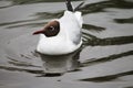 A beautiful gull splashing reflected in the water of the lake Royalty Free Stock Photo