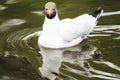 A beautiful gull swims across the blue of the lake Royalty Free Stock Photo