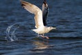 Beautiful gull taking its flight