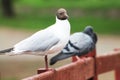 A beautiful gull wants to be friends with a dove