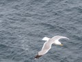 Beautiful gulls of great beauty and nice color mugging for the camera