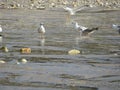 Beautiful gulls of great beauty and nice color mugging for the camera