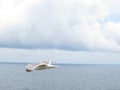 Beautiful gulls of great beauty and nice color mugging for the camera