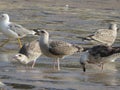 Beautiful gulls of great beauty and nice color mugging for the camera