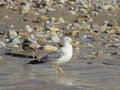 Beautiful gulls of great beauty and nice color mugging for the camera