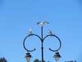 Beautiful gulls of great beauty and nice color mugging for the camera Beautiful gulls of great beauty and nice color mugging for Royalty Free Stock Photo