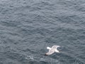 Beautiful gulls of great beauty and nice color mugging for the camera