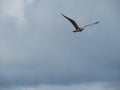 Beautiful gulls of great beauty and nice color mugging for the camera