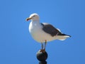 Beautiful gulls of great beauty and nice color mugging for the camera Royalty Free Stock Photo