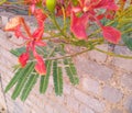 Beautiful Gulmohar branch with red orange flowers and green leaves. Royalty Free Stock Photo
