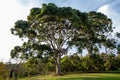 Beautiful gum tree at sunset in Australia. Royalty Free Stock Photo