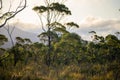 beautiful gum Trees and shrubs in the Australian bush forest. Gumtrees and native plants growing in Australia Royalty Free Stock Photo