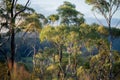 beautiful gum Trees and shrubs in the Australian bush forest. Gumtrees and native plants growing in Australia Royalty Free Stock Photo