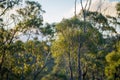 beautiful gum Trees and shrubs in the Australian bush forest. Gumtrees and native plants growing in Australia Royalty Free Stock Photo