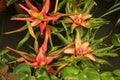 Beautiful Guzmania Lingulata plants in the garden Royalty Free Stock Photo