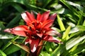 Beautiful guzmania plant in the garden Royalty Free Stock Photo