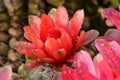 Beautiful gymnocalycium cactus