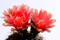 Beautiful gymnocalycium cactus